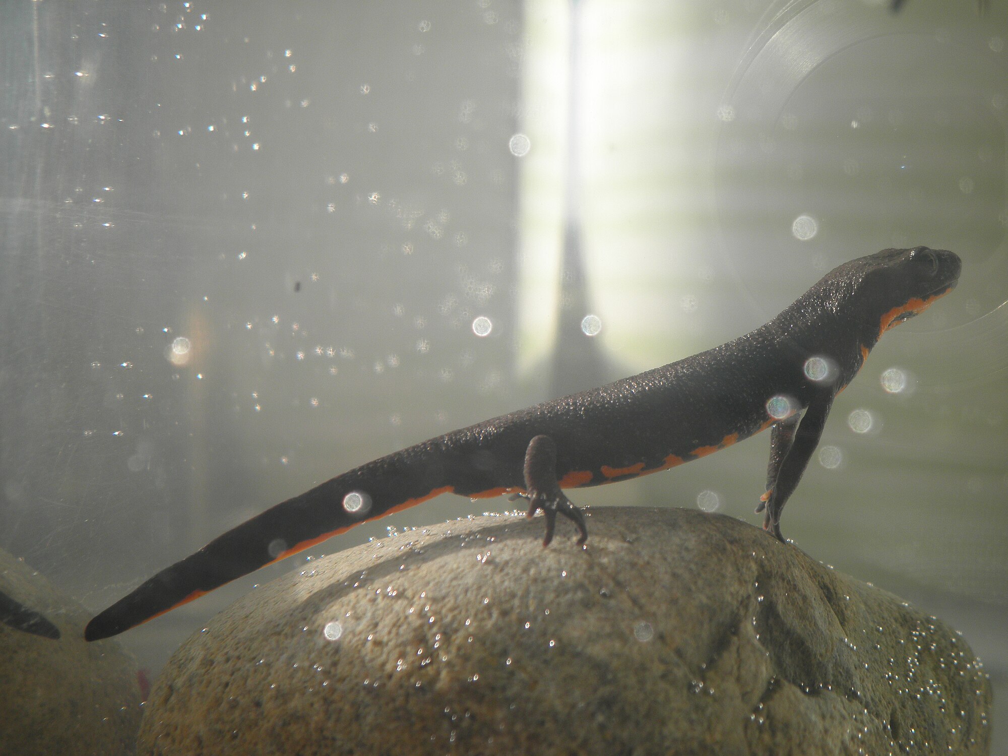 Thumbnail 3 Hypselotriton orientalis