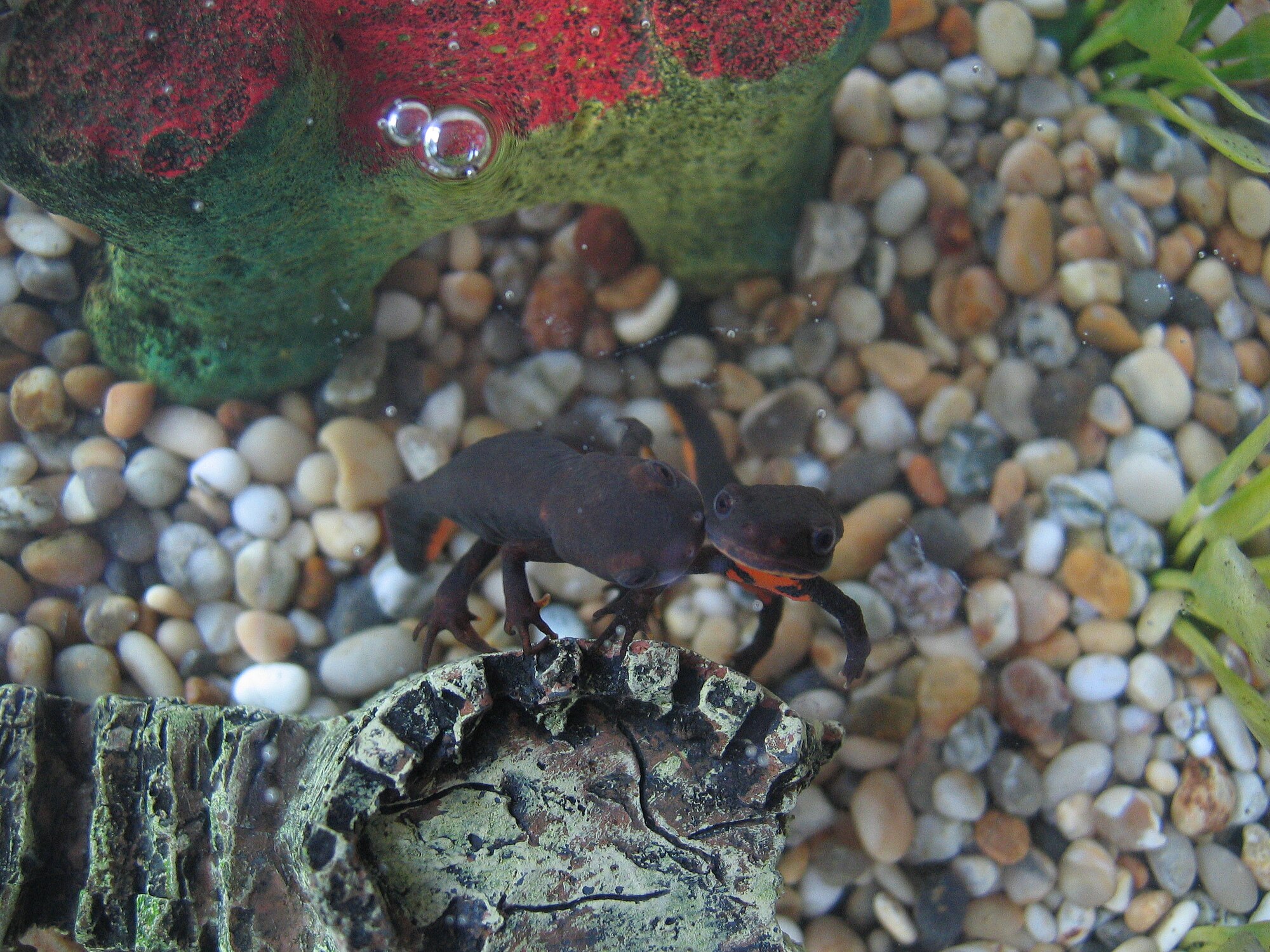 Thumbnail 4 Hypselotriton orientalis