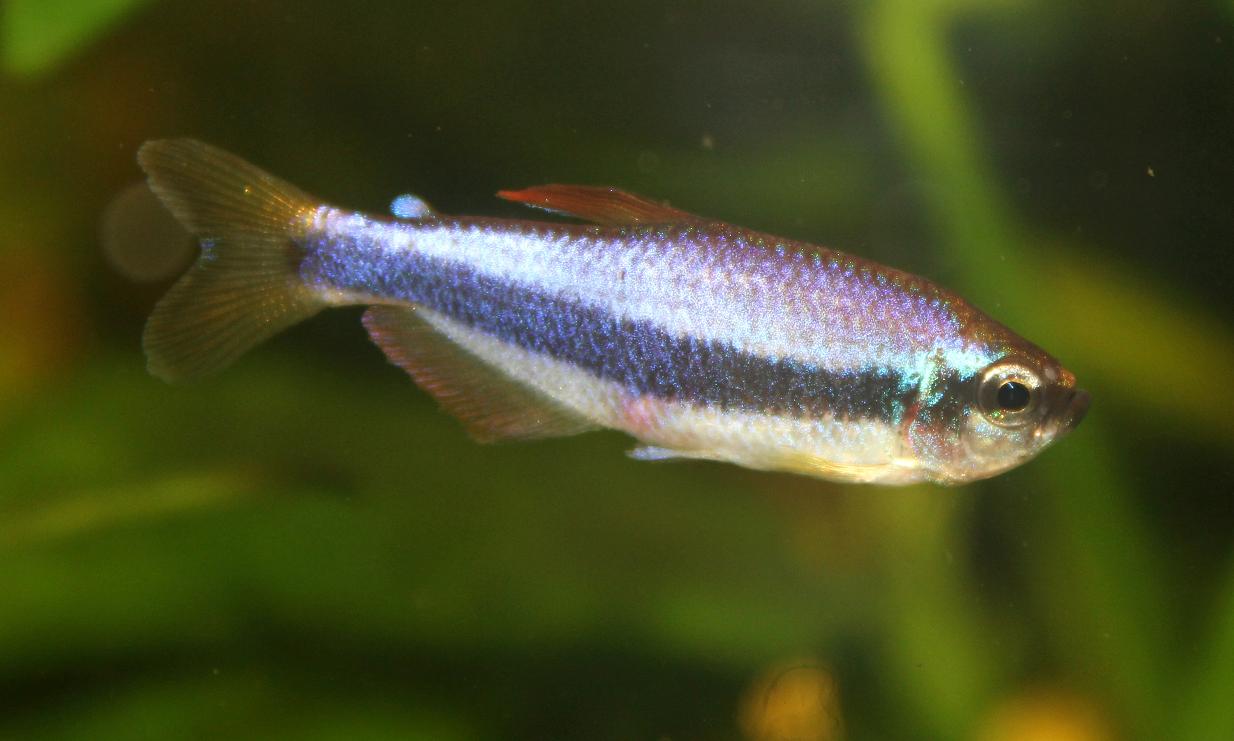 Inpaichthys kerri