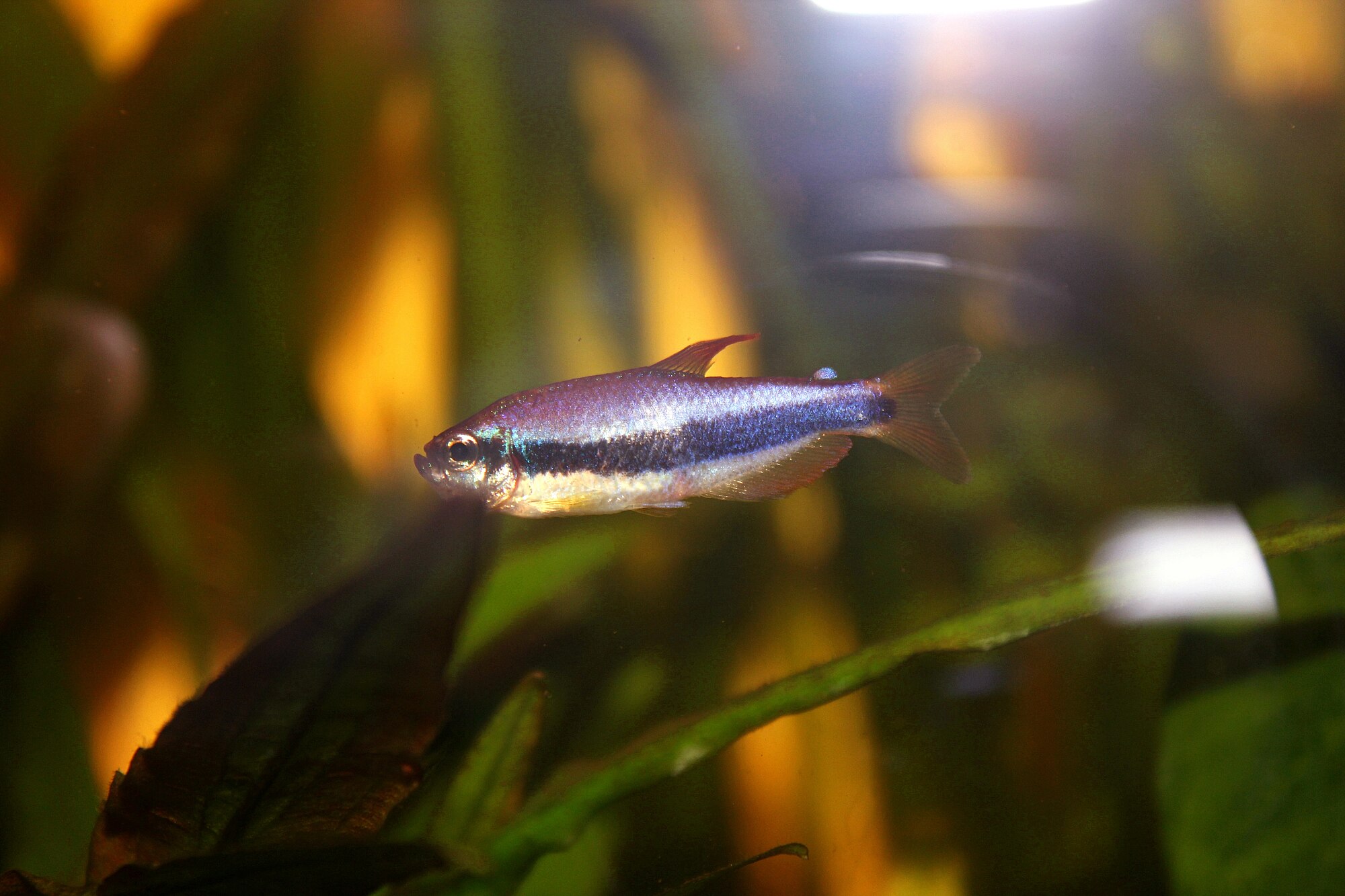 Thumbnail 2 Inpaichthys kerri