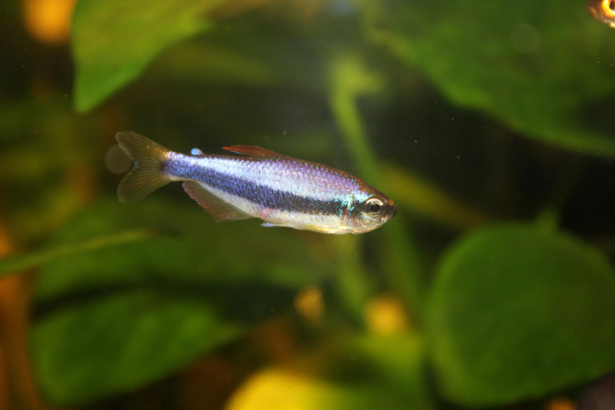 Thumbnail 3 Inpaichthys kerri