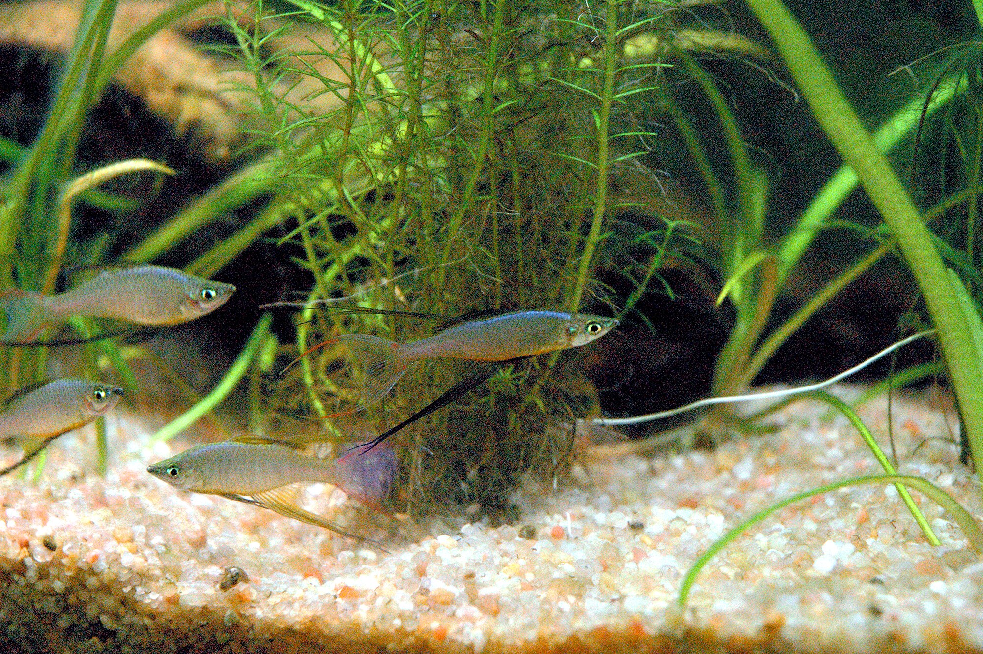 Thumbnail 2 Iriatherina werneri