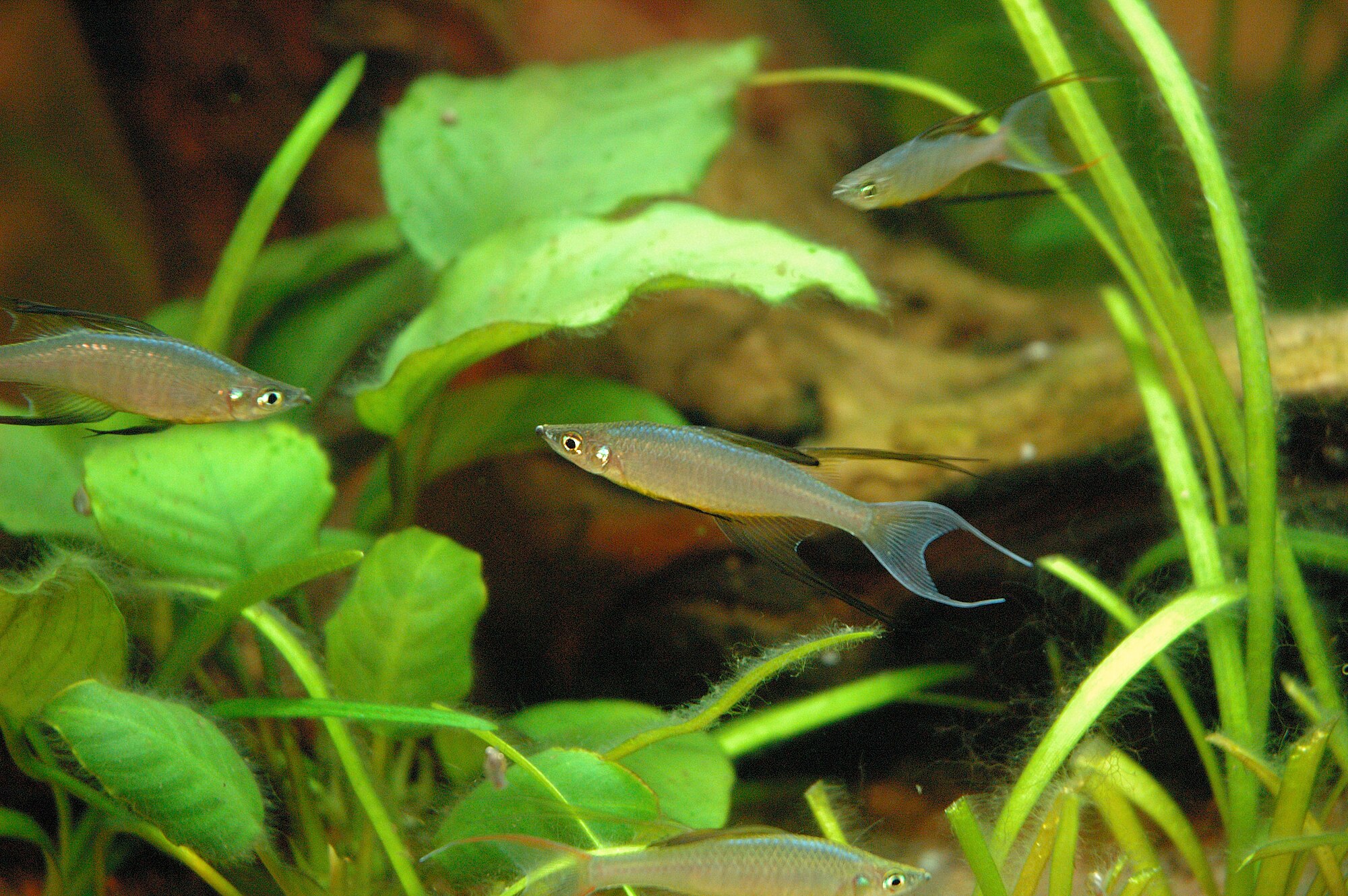 Thumbnail 3 Iriatherina werneri