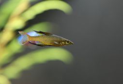 Iriatherina werneri