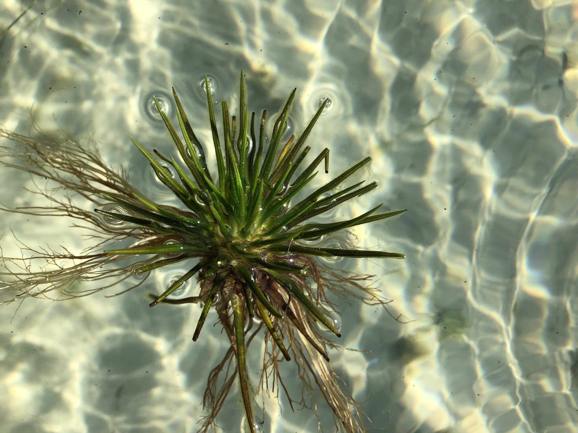 Isoetes lacustris