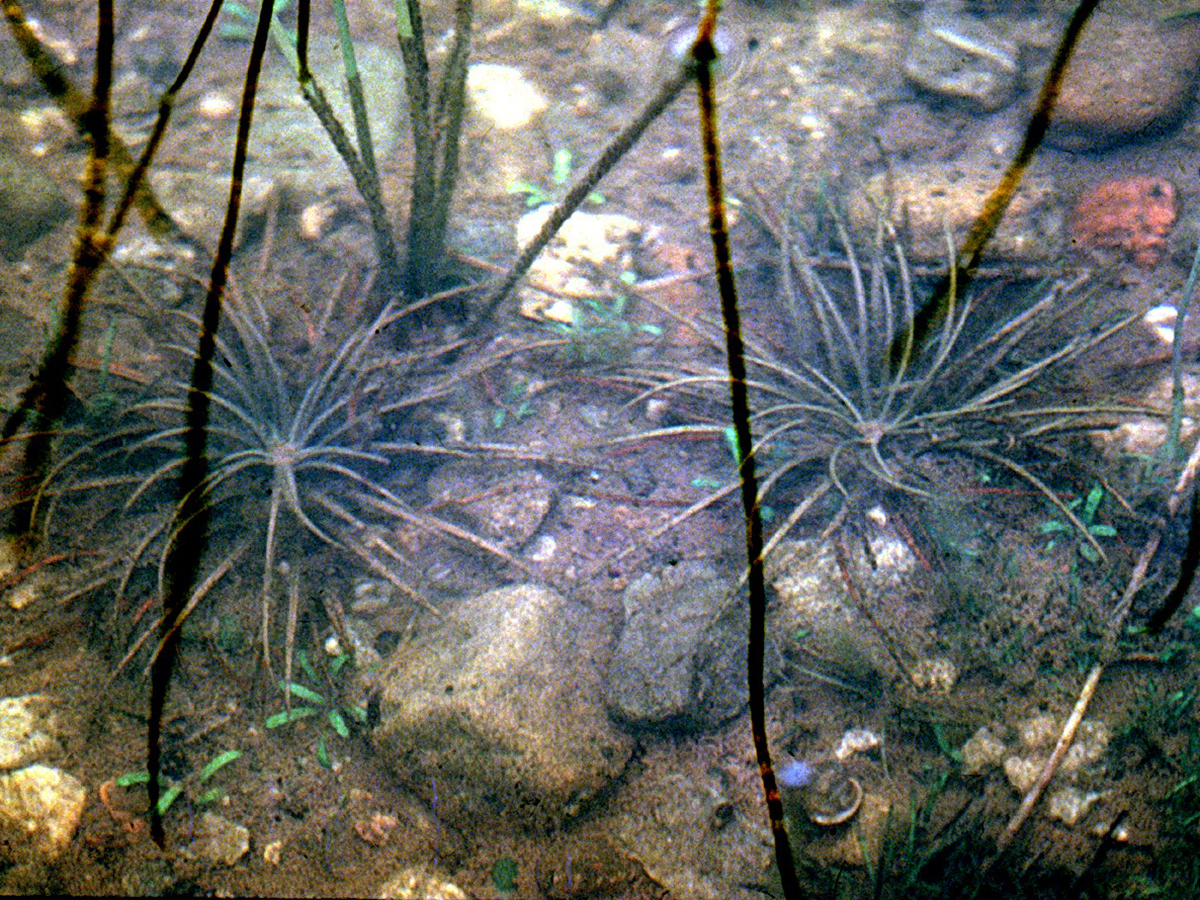 Thumbnail 2 Isoetes lacustris