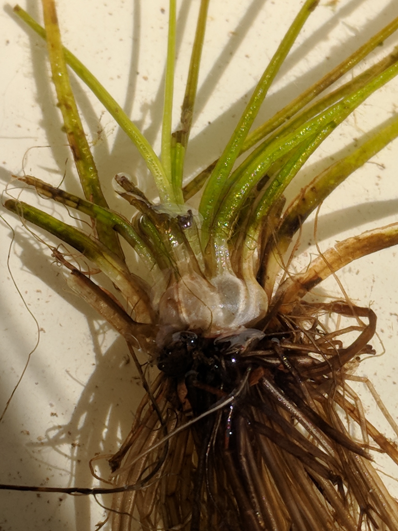 Thumbnail 3 Isoetes lacustris