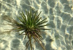 Isoetes lacustris
