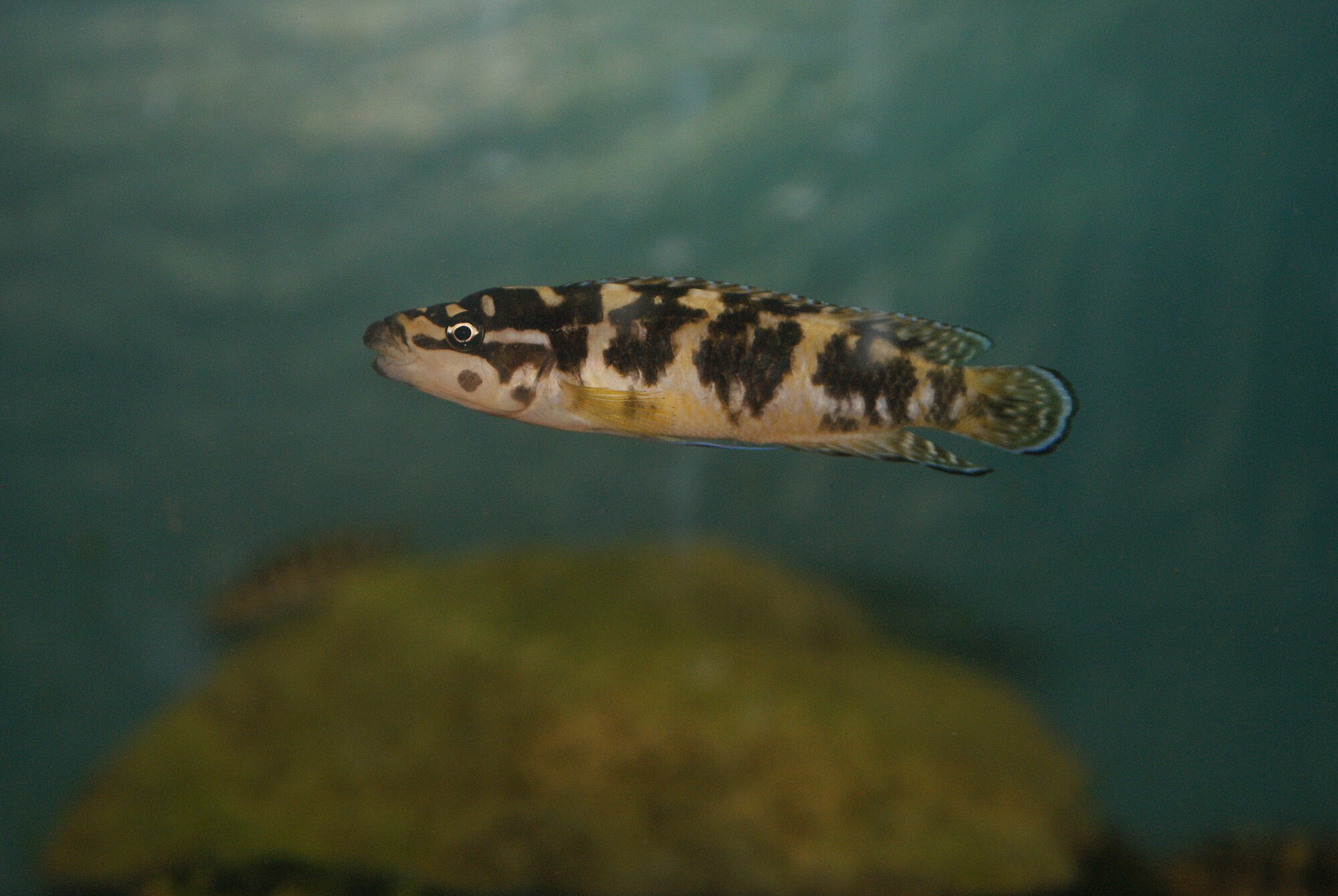 Thumbnail 2 Julidochromis transcriptus