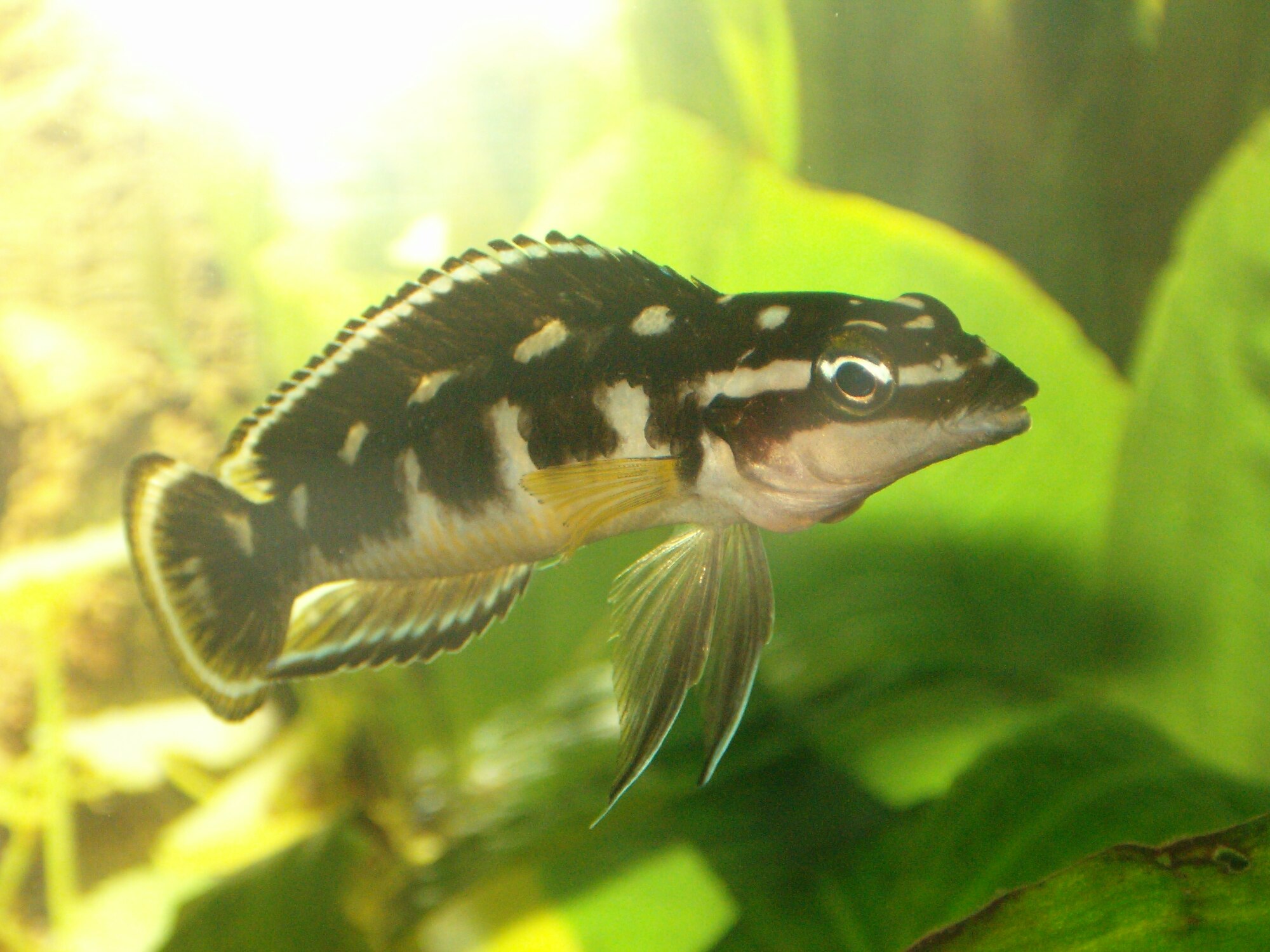 Thumbnail 3 Julidochromis transcriptus