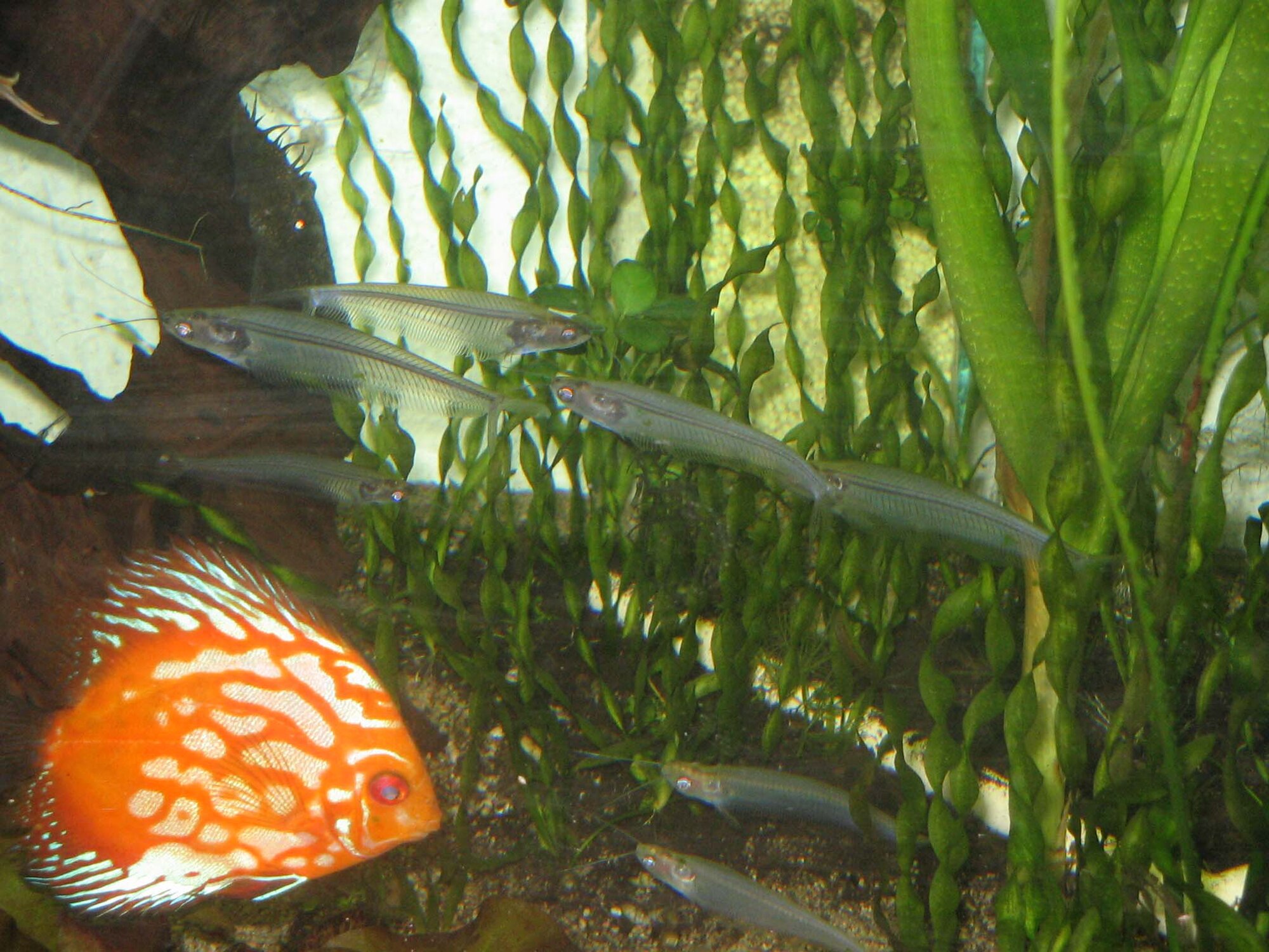 Kryptopterus minor