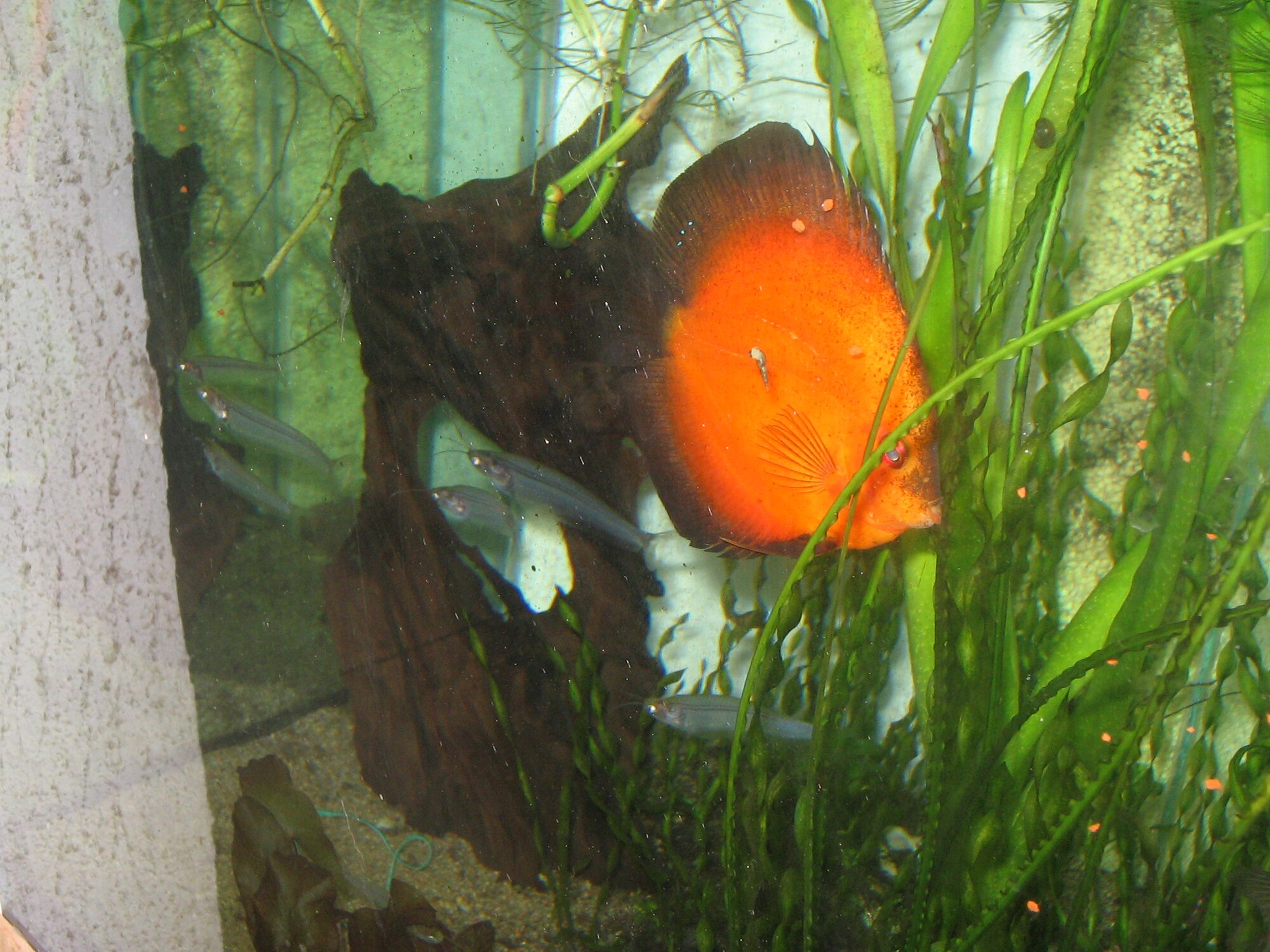 Thumbnail 2 Kryptopterus minor
