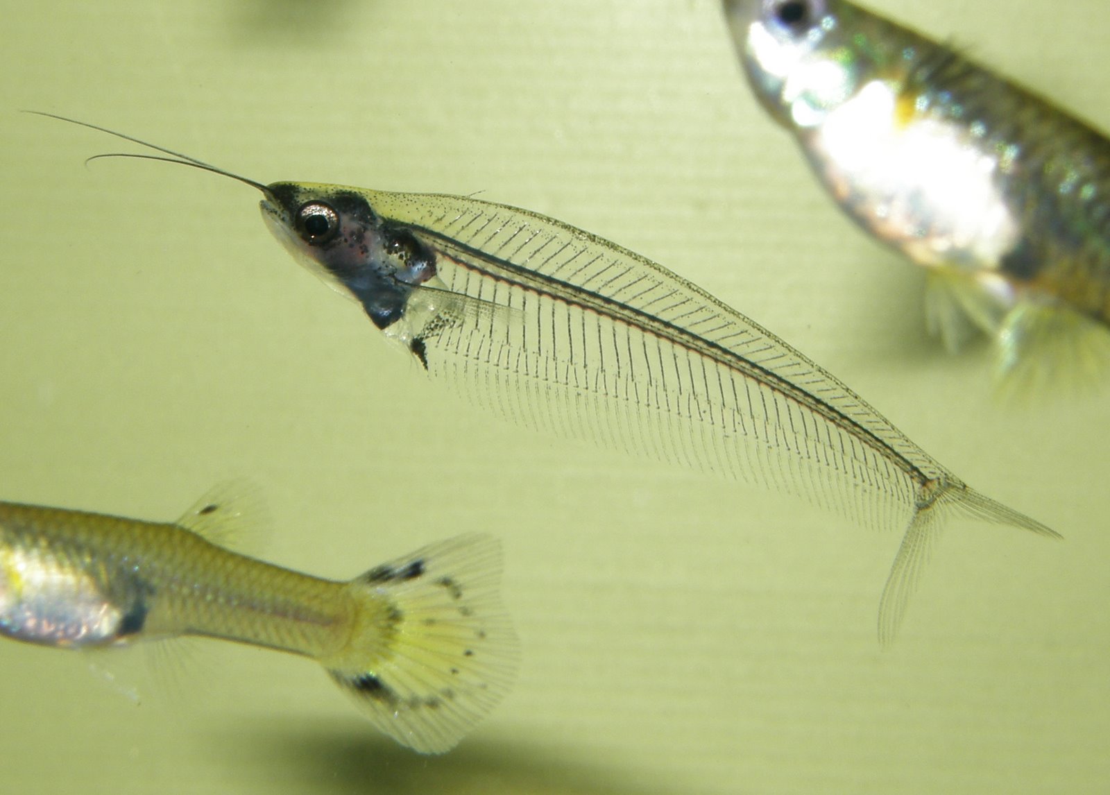 Kryptopterus vitreolus
