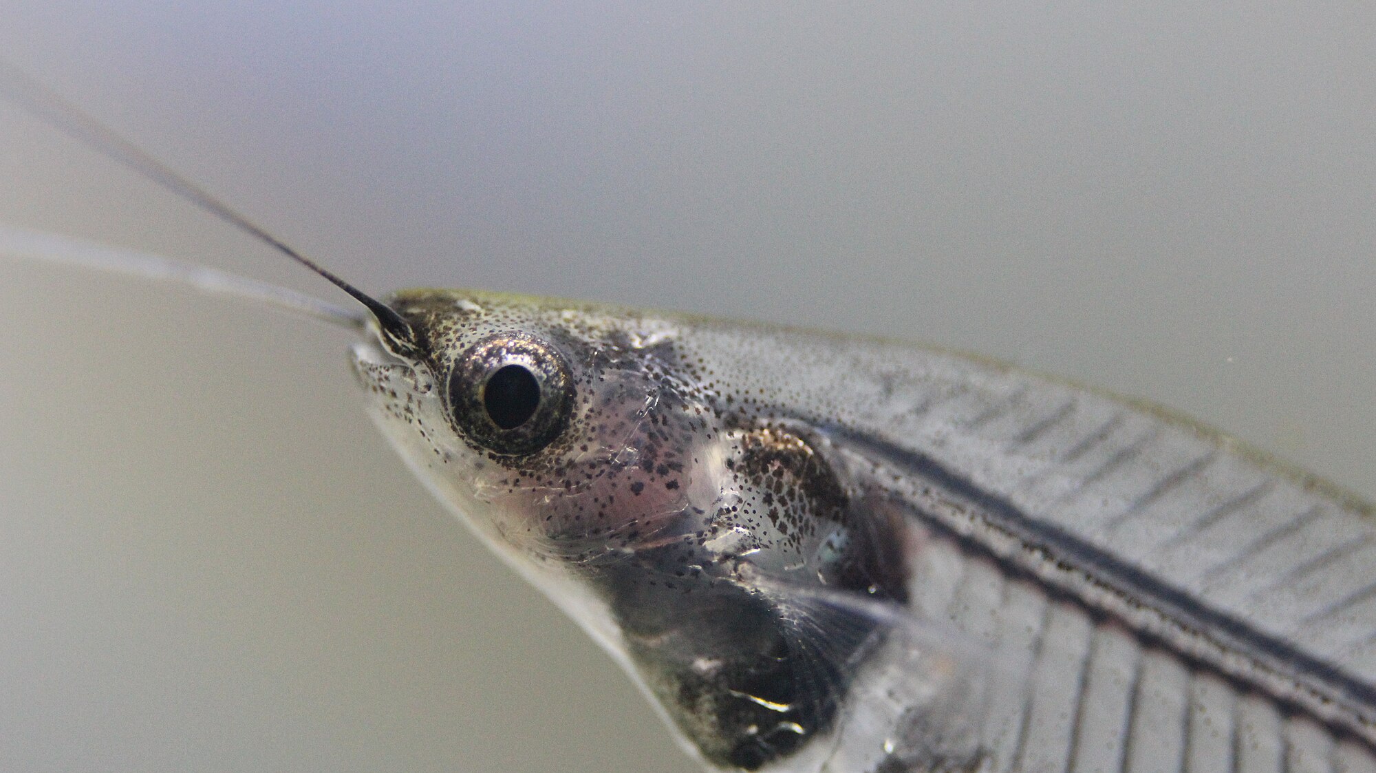 Thumbnail 2 Kryptopterus vitreolus