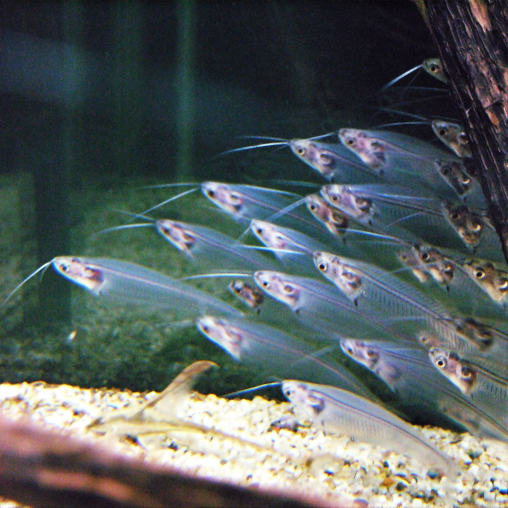 Thumbnail 3 Kryptopterus vitreolus