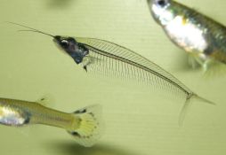 Kryptopterus vitreolus