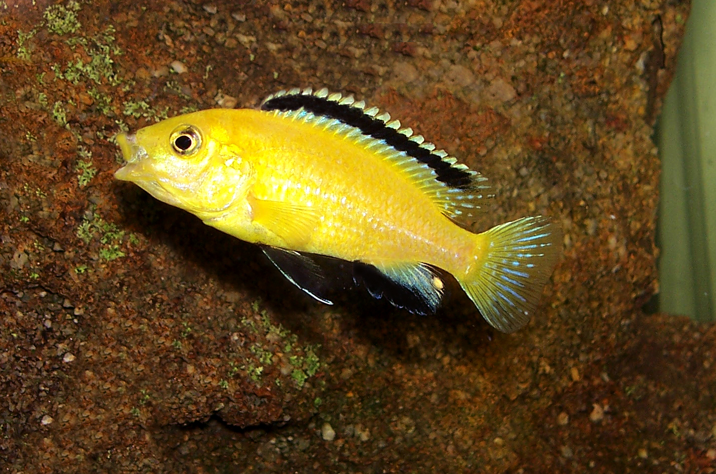Thumbnail 2 Labidochromis caeruleus