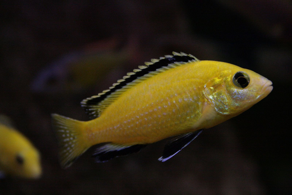 Thumbnail 3 Labidochromis caeruleus