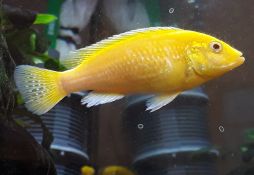 Labidochromis caeruleus