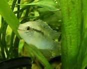 Thumbnail 2 Laetacara curviceps