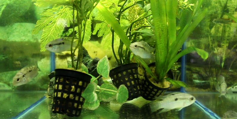 Thumbnail 3 Laetacara curviceps