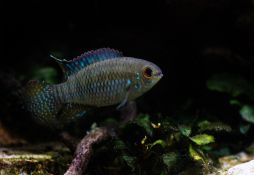 Laetacara curviceps