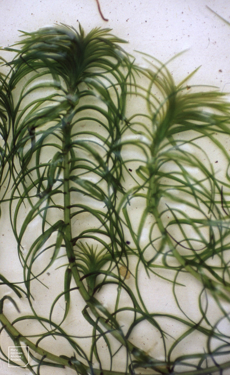Thumbnail 2 Lagarosiphon major