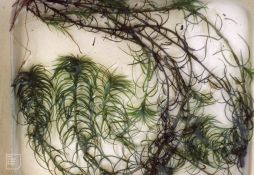 Lagarosiphon major