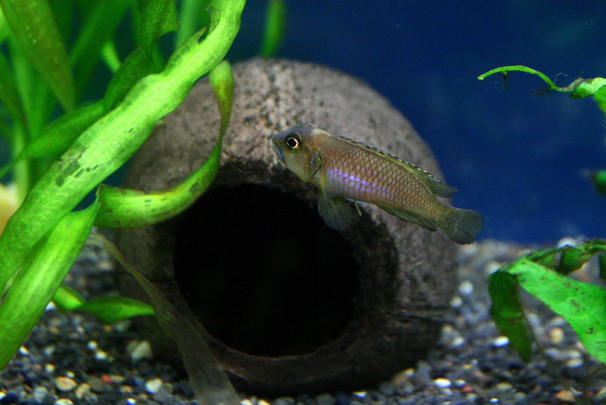 Thumbnail 2 Lamprologus ocellatus