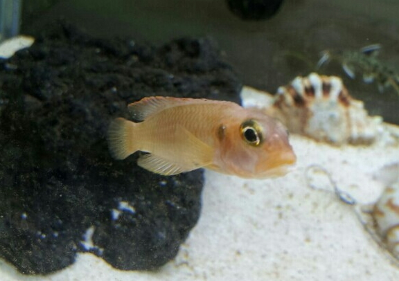 Thumbnail 3 Lamprologus ocellatus