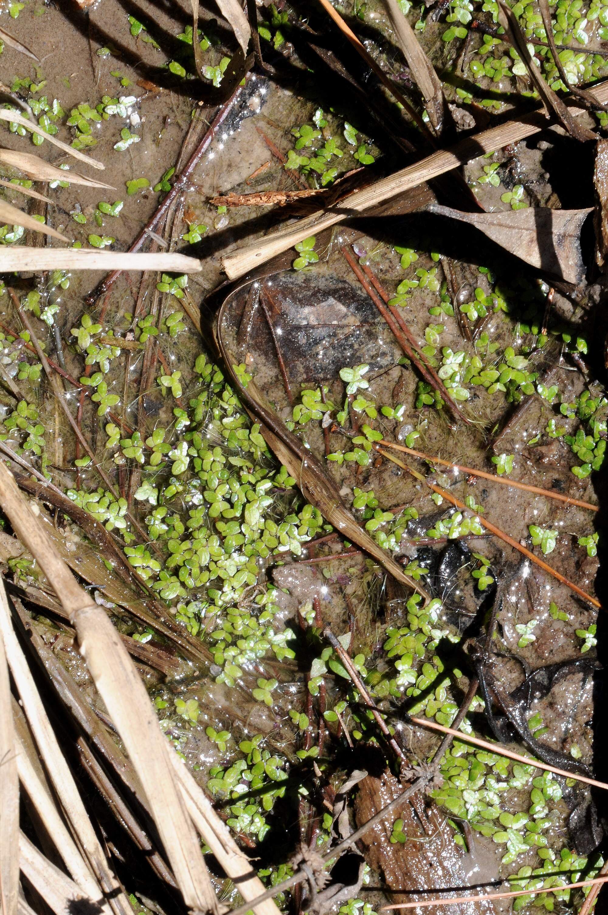 Thumbnail 3 Landoltia punctata