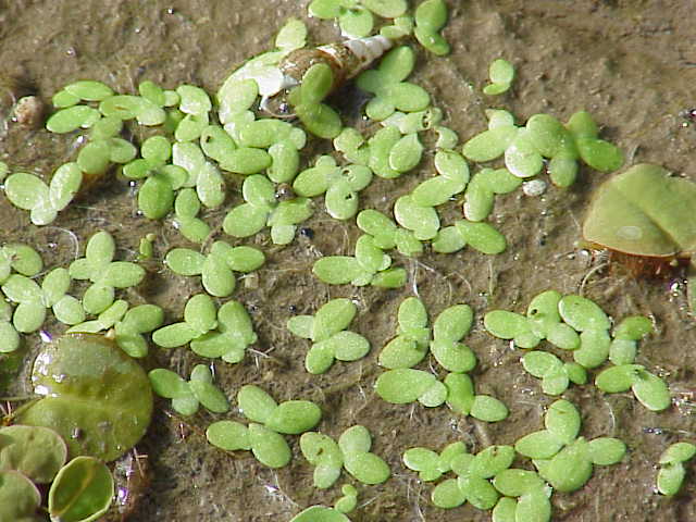 Thumbnail 2 Lemna minor