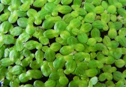 Lemna minor