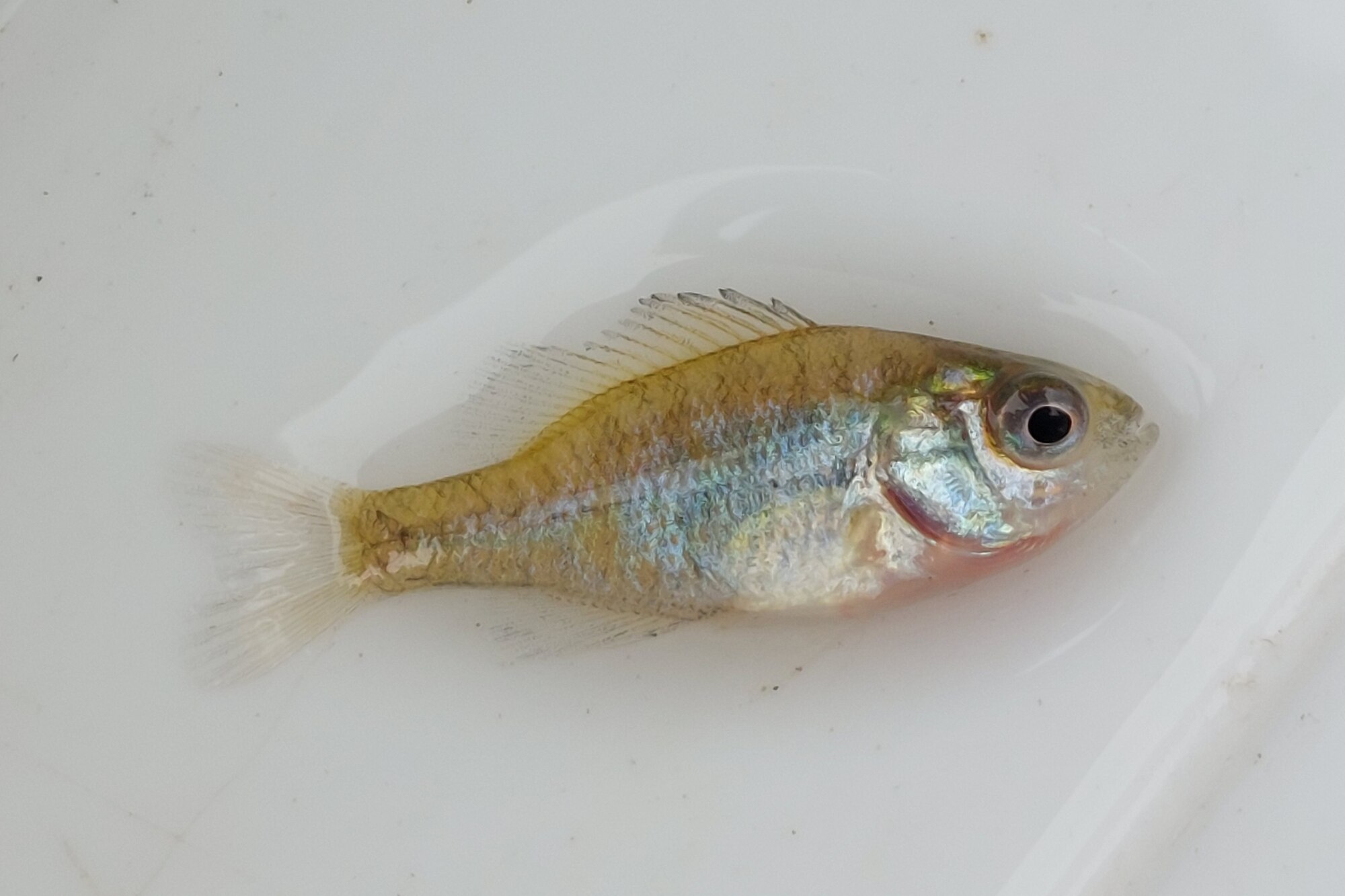 Thumbnail 2 Lepomis gibbosus