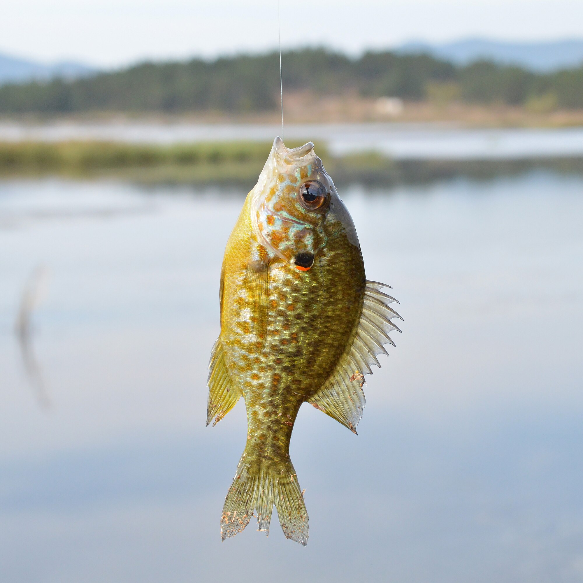 Thumbnail 3 Lepomis gibbosus