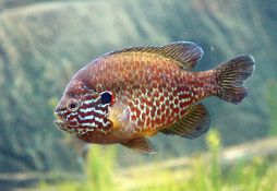 Lepomis gibbosus
