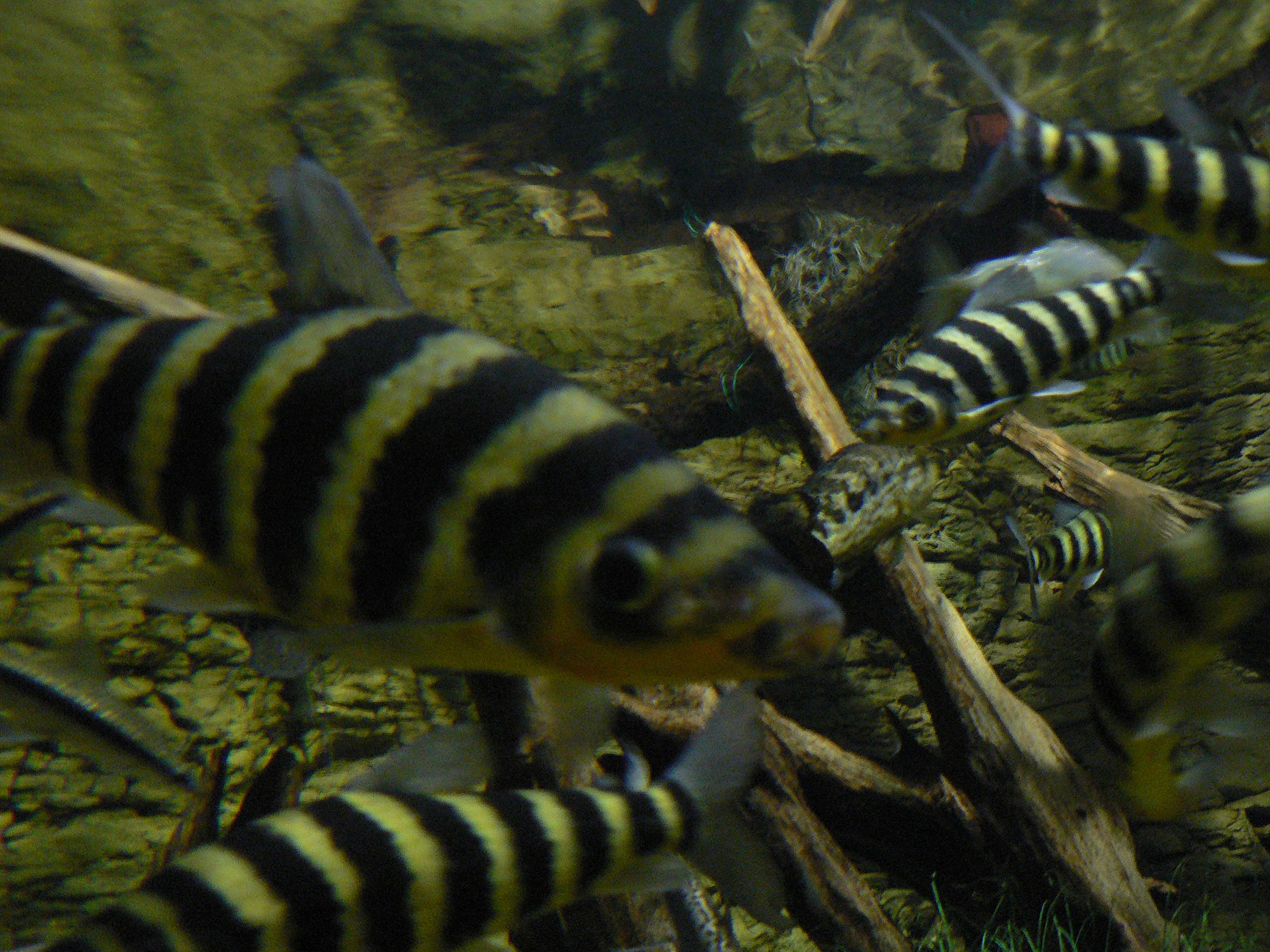 Thumbnail 2 Leporinus fasciatus