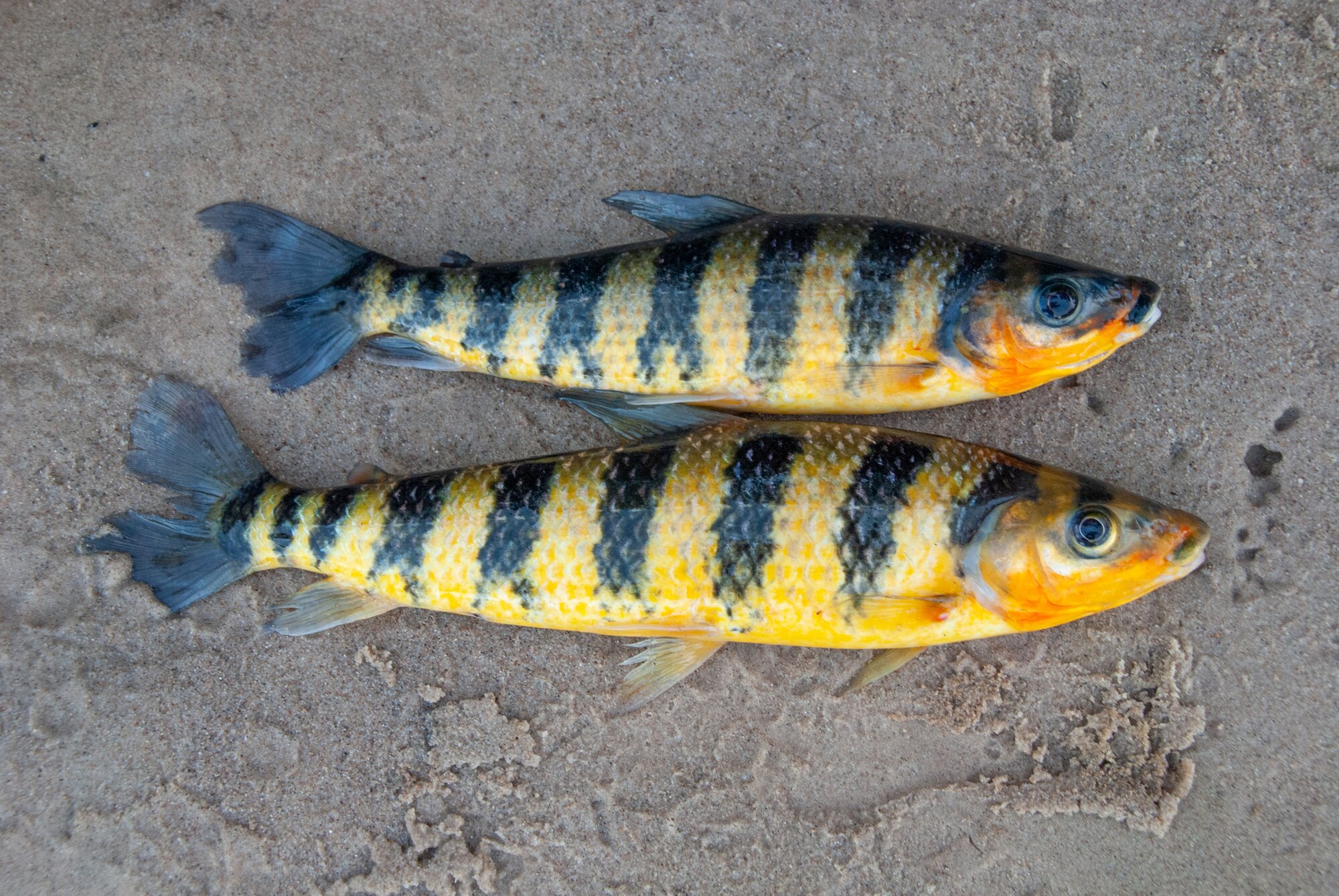 Thumbnail 3 Leporinus fasciatus