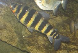 Leporinus fasciatus
