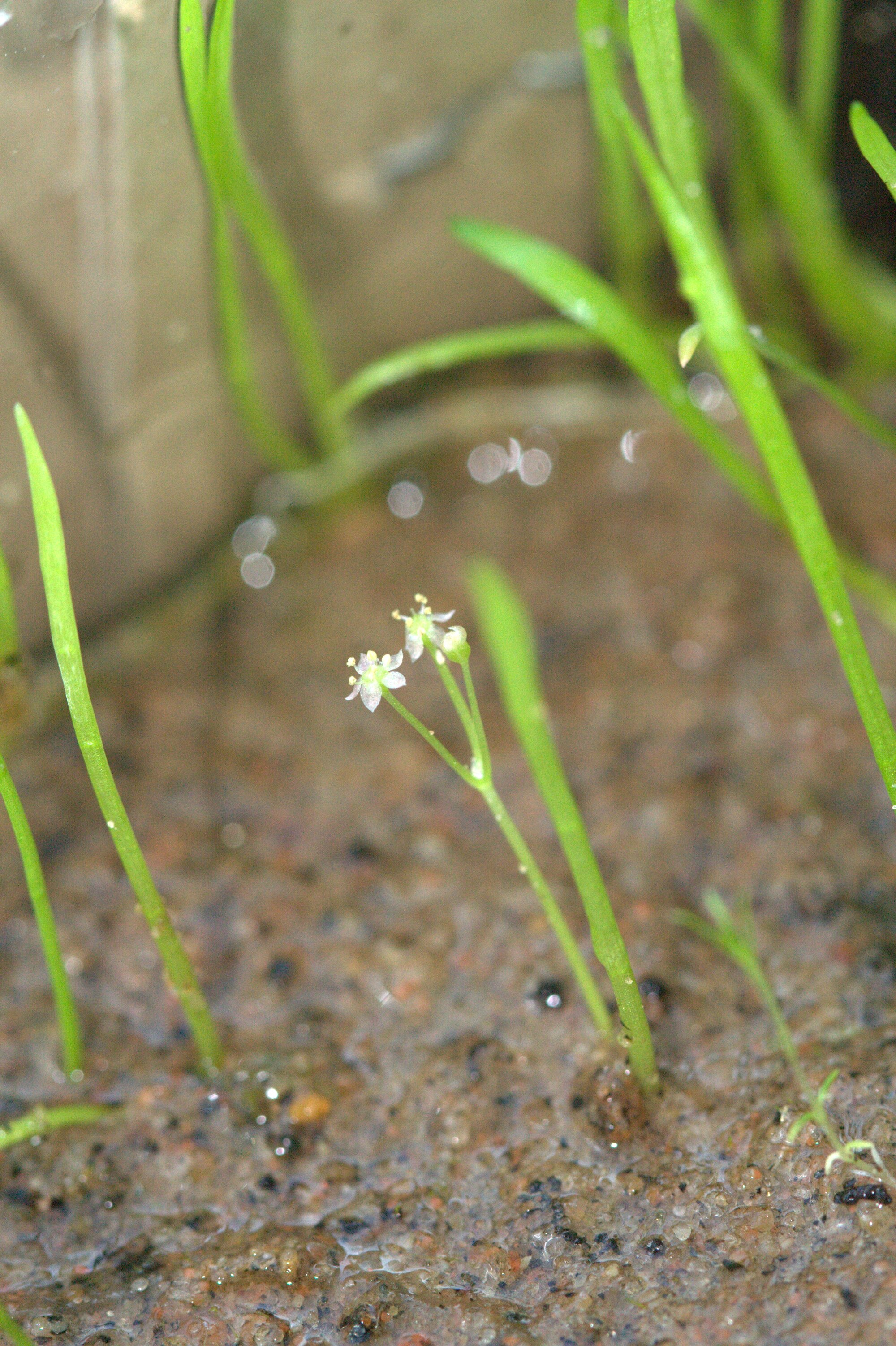 Thumbnail 2 Lilaeopsis brasiliensis