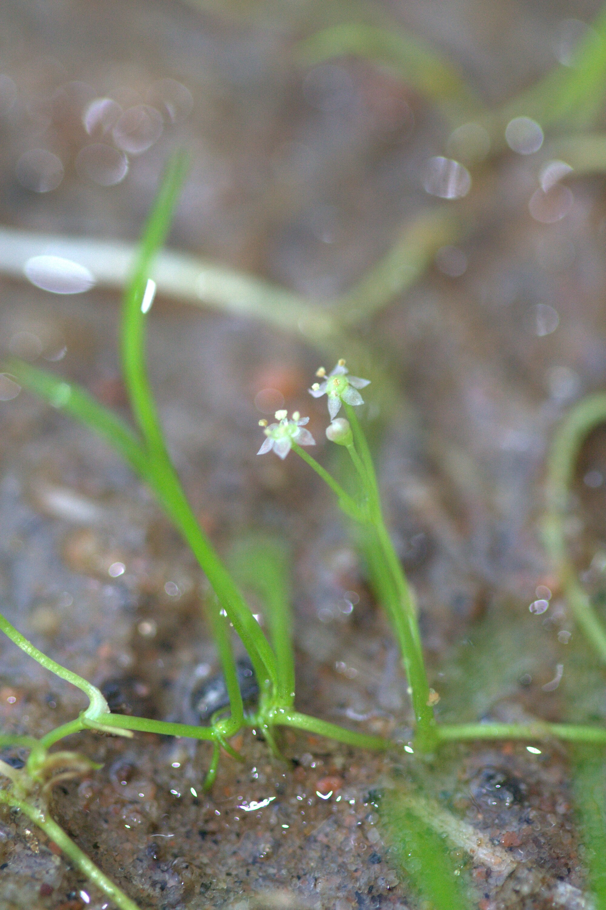 Thumbnail 3 Lilaeopsis brasiliensis