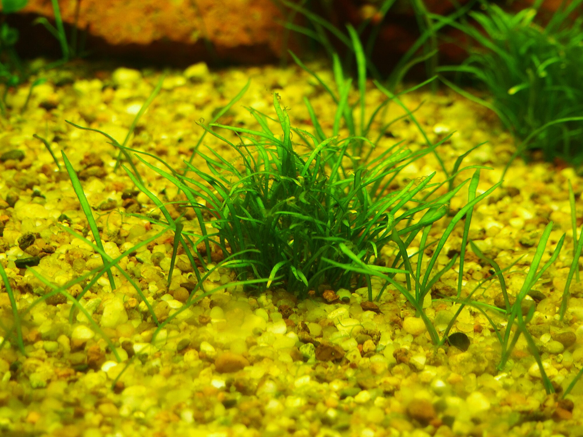 Thumbnail 2 Lilaeopsis novae zelandiae