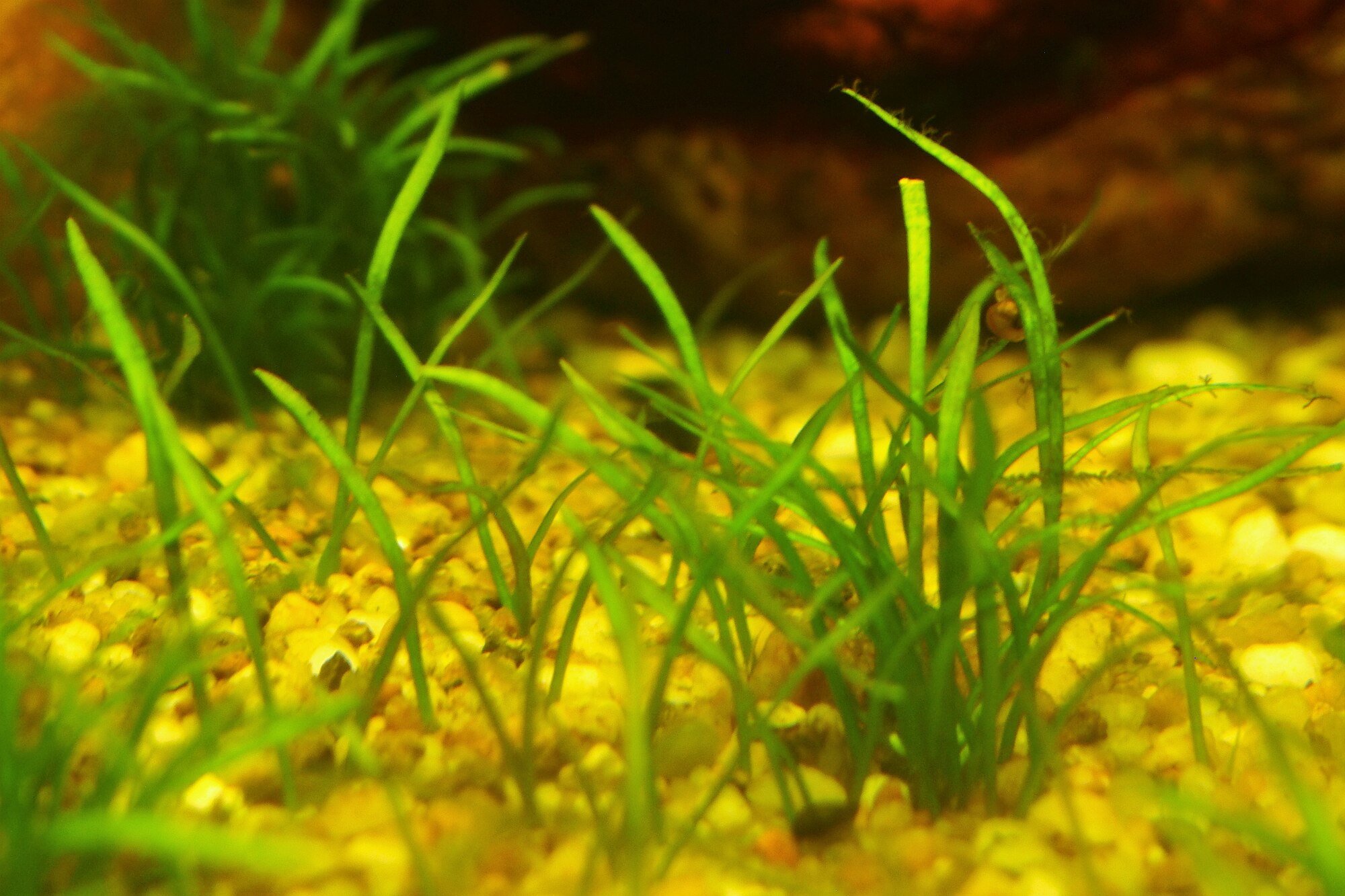 Thumbnail 3 Lilaeopsis novae zelandiae