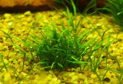 Lilaeopsis novae zelandiae
