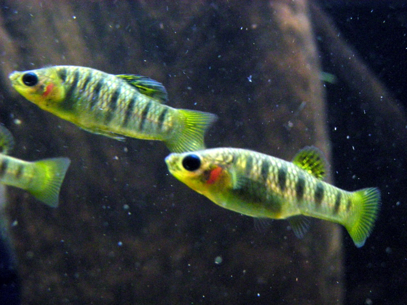 Thumbnail 2 Limia nigrofasciata