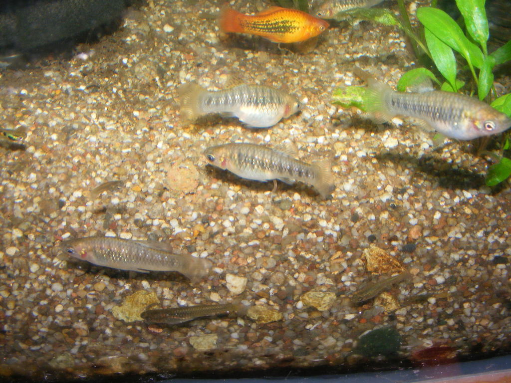 Thumbnail 3 Limia nigrofasciata