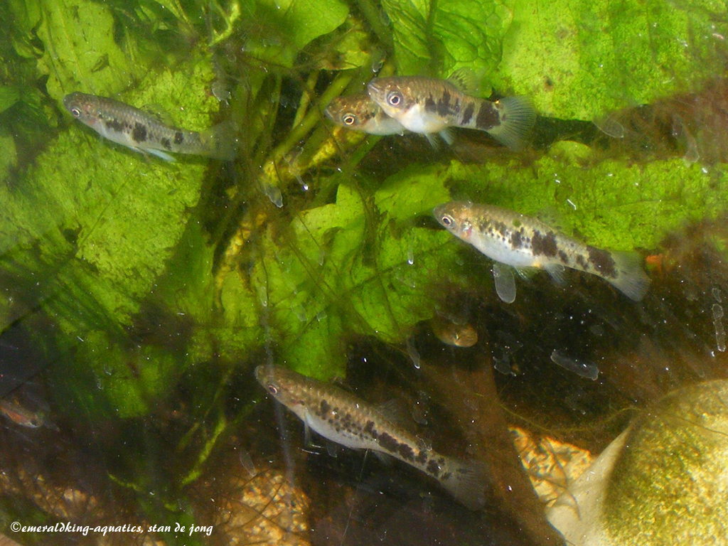 Thumbnail 3 Limia vittata