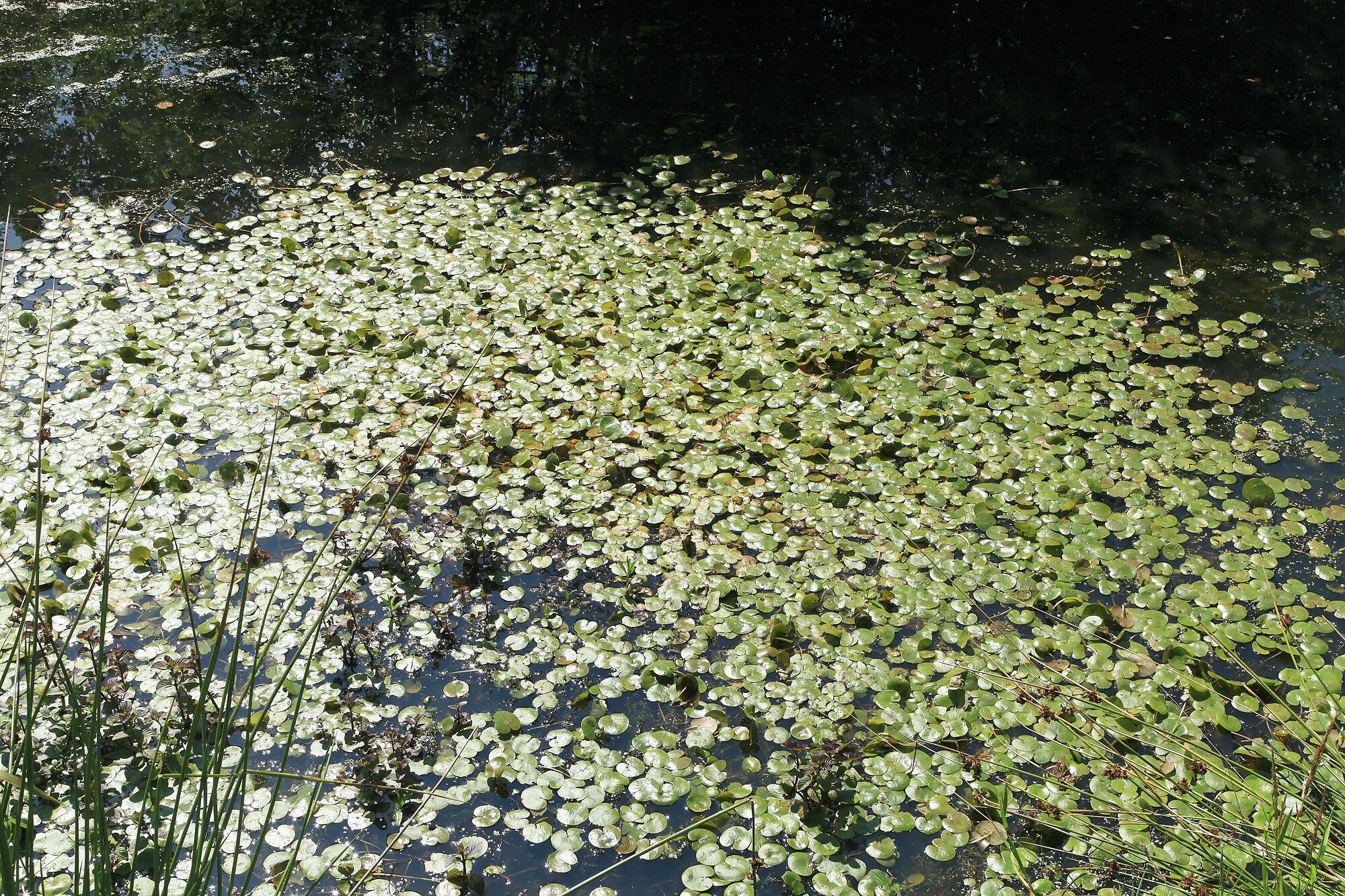 Thumbnail 3 Limnobium laevigatum