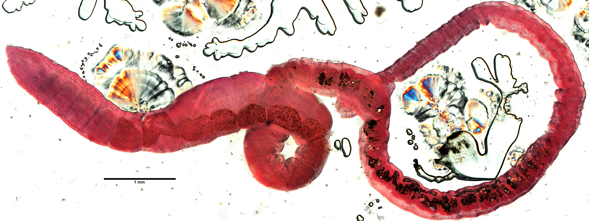 Thumbnail 2 Limnodrilus hoffmeisteri