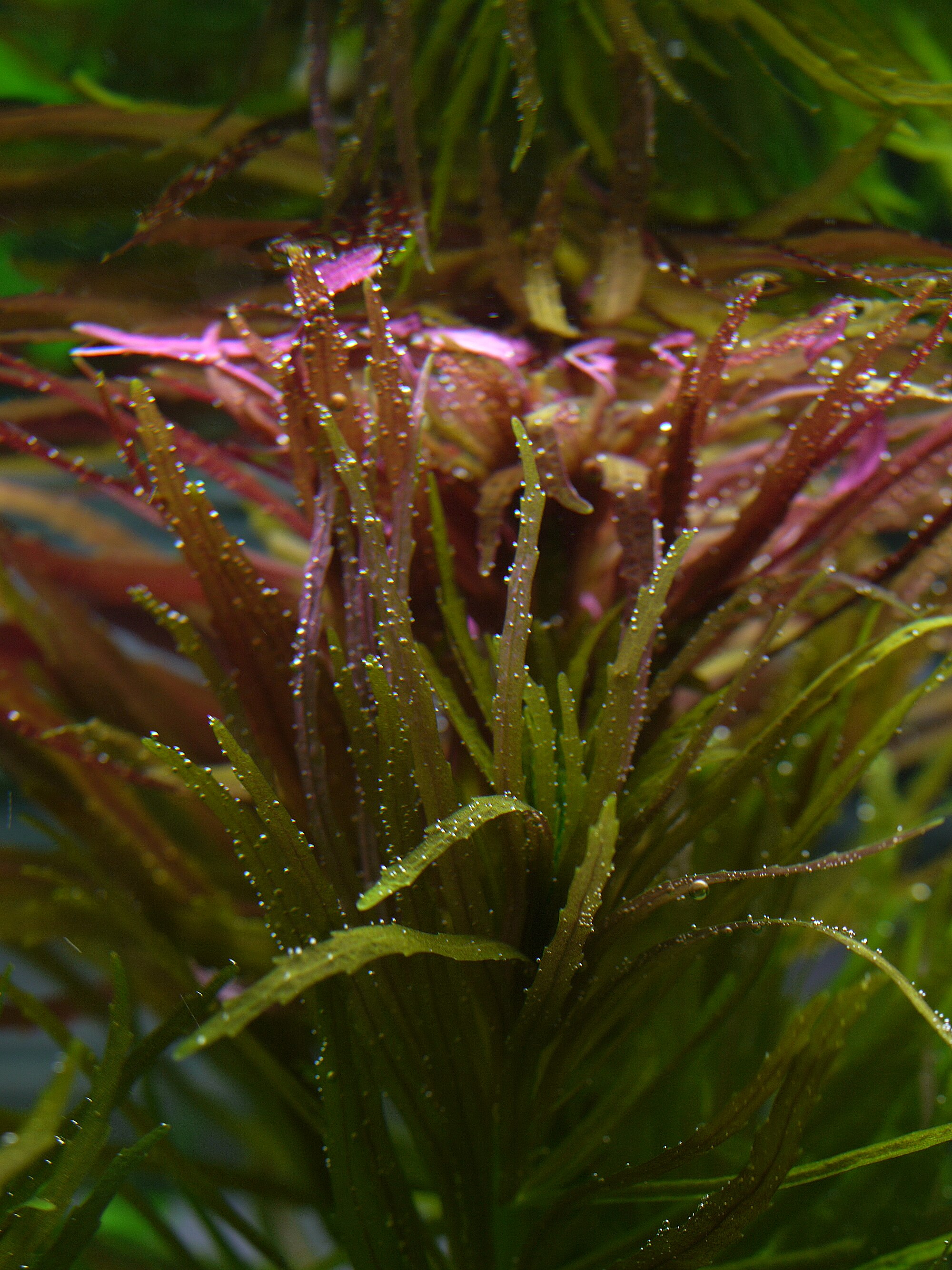 Limnophila aromatica